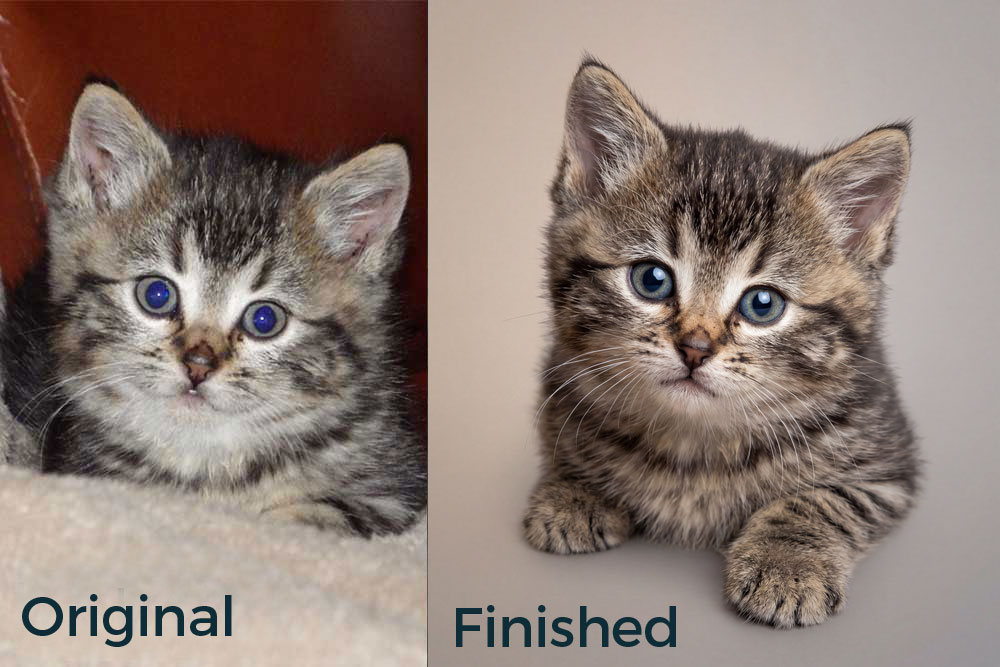 Studio Portrait Before and After, Pet Portrait