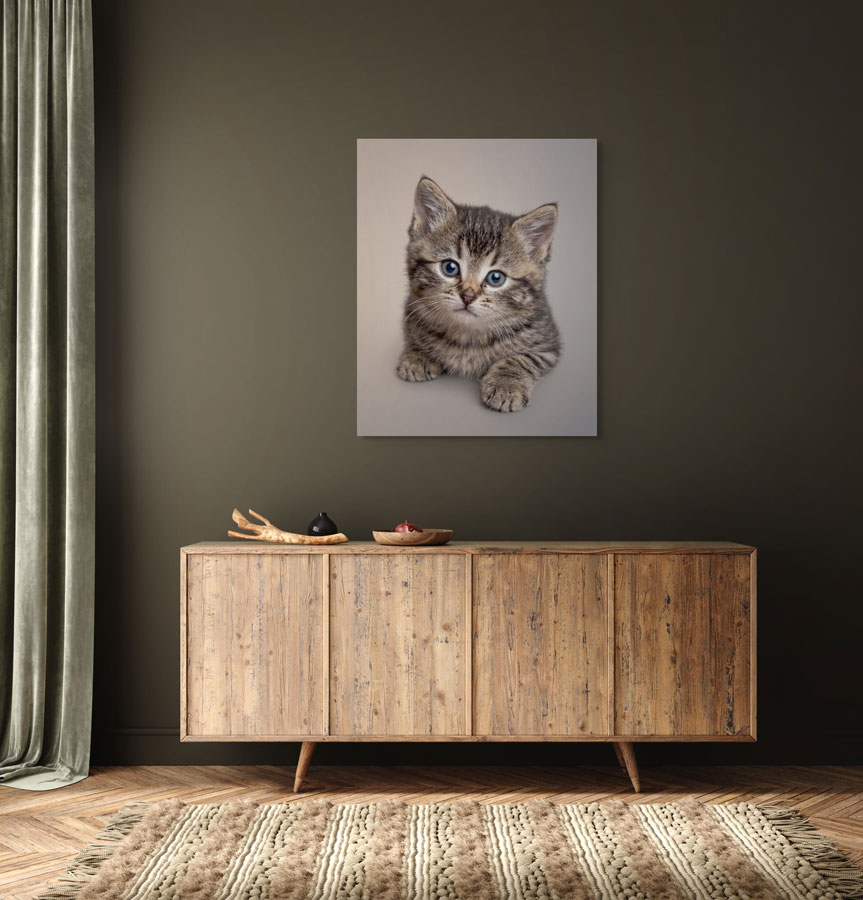 Studio Pet Portrait, Custom